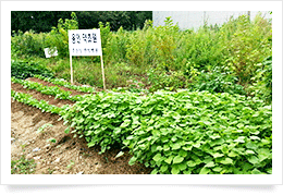 용인 약초원3